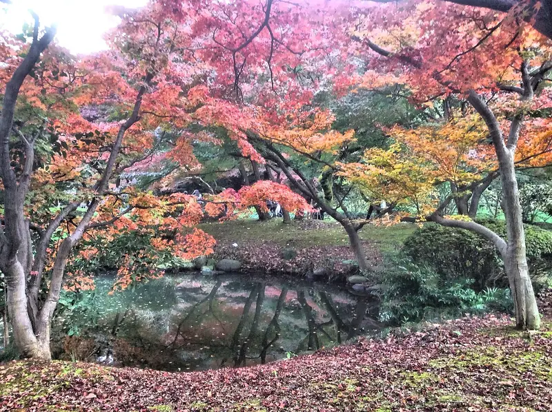 Phong lá đỏ ở Shinjuku Gyoen (11/2016)